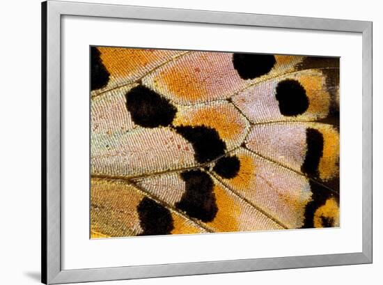 Close-Up Detail Wing Pattern of Tropical Butterfly-Darrell Gulin-Framed Photographic Print