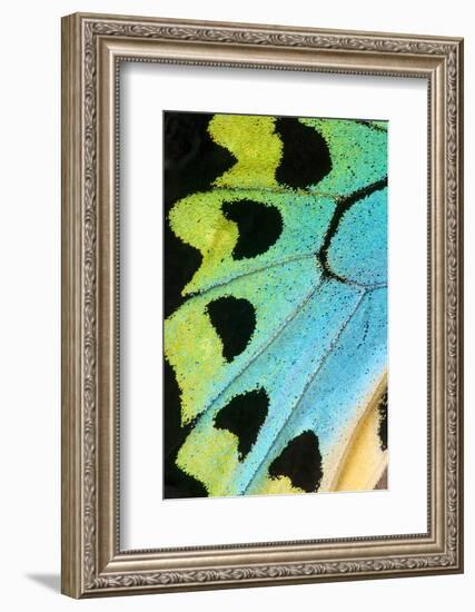 Close-Up Detail Wing Pattern of Tropical Butterfly-Darrell Gulin-Framed Photographic Print