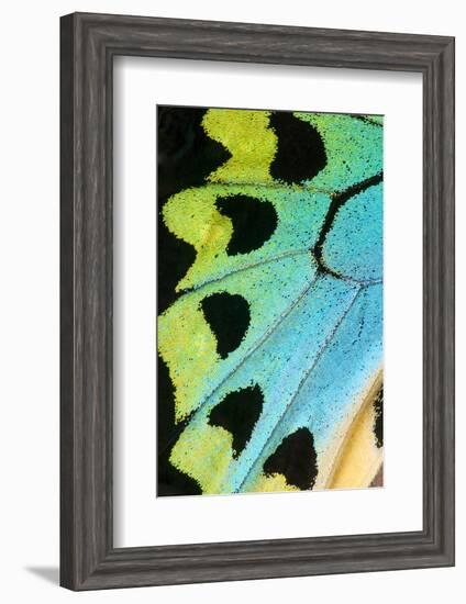 Close-Up Detail Wing Pattern of Tropical Butterfly-Darrell Gulin-Framed Photographic Print