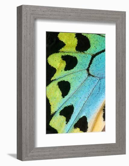 Close-Up Detail Wing Pattern of Tropical Butterfly-Darrell Gulin-Framed Photographic Print