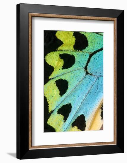 Close-Up Detail Wing Pattern of Tropical Butterfly-Darrell Gulin-Framed Photographic Print