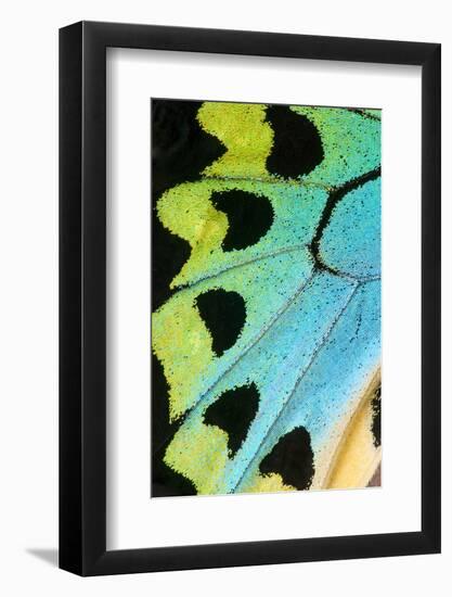 Close-Up Detail Wing Pattern of Tropical Butterfly-Darrell Gulin-Framed Photographic Print