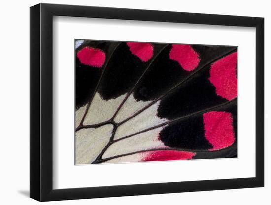 Close-Up Detail Wing Pattern of Tropical Butterfly-Darrell Gulin-Framed Photographic Print