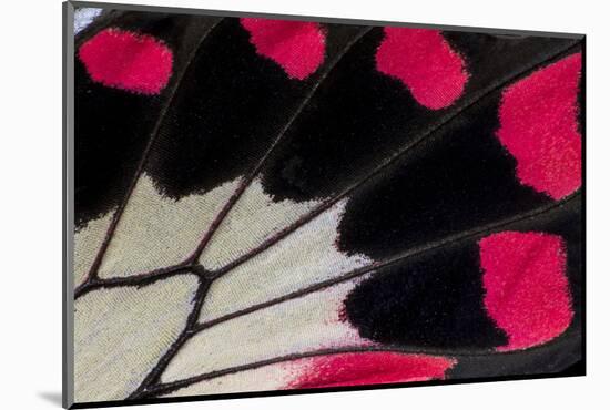 Close-Up Detail Wing Pattern of Tropical Butterfly-Darrell Gulin-Mounted Photographic Print