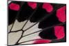 Close-Up Detail Wing Pattern of Tropical Butterfly-Darrell Gulin-Mounted Photographic Print