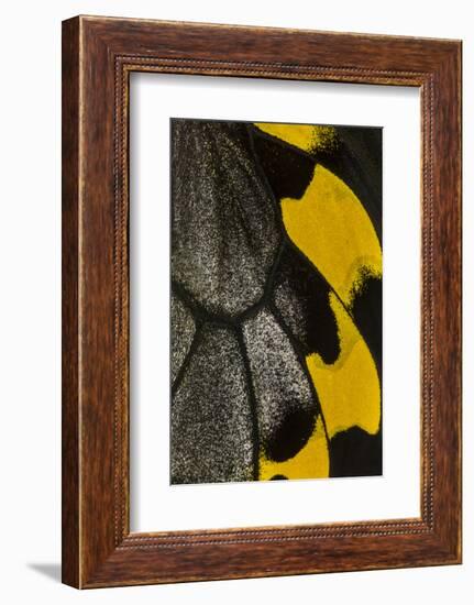 Close-Up Detail Wing Pattern of Tropical Butterfly-Darrell Gulin-Framed Photographic Print