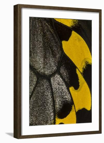 Close-Up Detail Wing Pattern of Tropical Butterfly-Darrell Gulin-Framed Photographic Print