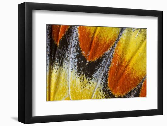 Close-Up Detail Wing Pattern of Tropical Butterfly-Darrell Gulin-Framed Photographic Print