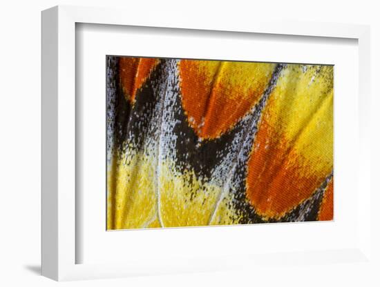 Close-Up Detail Wing Pattern of Tropical Butterfly-Darrell Gulin-Framed Photographic Print