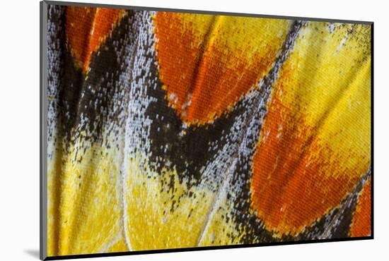 Close-Up Detail Wing Pattern of Tropical Butterfly-Darrell Gulin-Mounted Photographic Print