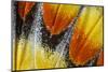 Close-Up Detail Wing Pattern of Tropical Butterfly-Darrell Gulin-Mounted Photographic Print