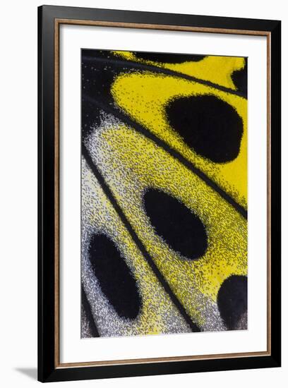 Close-Up Detail Wing Pattern of Tropical Butterfly-Darrell Gulin-Framed Photographic Print