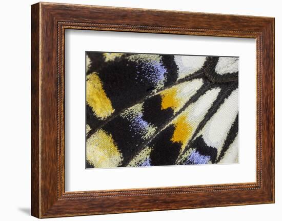 Close-Up Detail Wing Pattern of Tropical Butterfly-Darrell Gulin-Framed Photographic Print