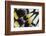 Close-Up Detail Wing Pattern of Tropical Butterfly-Darrell Gulin-Framed Photographic Print