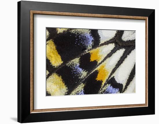 Close-Up Detail Wing Pattern of Tropical Butterfly-Darrell Gulin-Framed Photographic Print