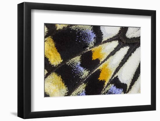 Close-Up Detail Wing Pattern of Tropical Butterfly-Darrell Gulin-Framed Photographic Print