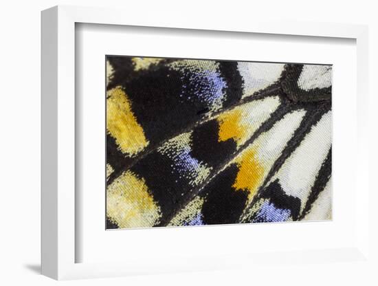 Close-Up Detail Wing Pattern of Tropical Butterfly-Darrell Gulin-Framed Photographic Print