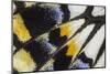 Close-Up Detail Wing Pattern of Tropical Butterfly-Darrell Gulin-Mounted Photographic Print