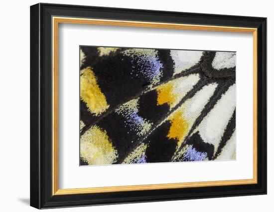 Close-Up Detail Wing Pattern of Tropical Butterfly-Darrell Gulin-Framed Photographic Print