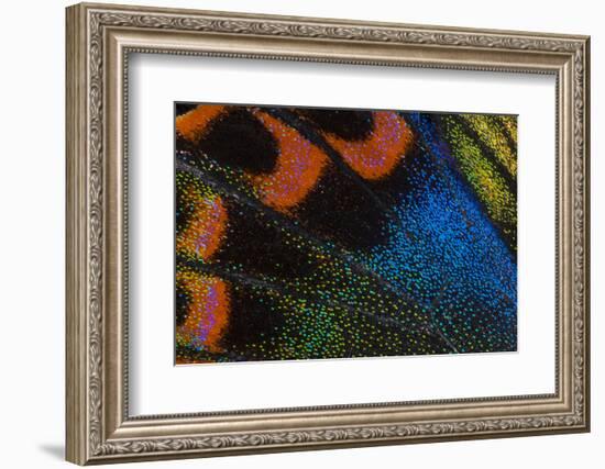 Close-Up Detail Wing Pattern of Tropical Butterfly-Darrell Gulin-Framed Photographic Print