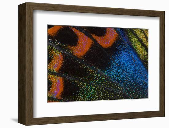 Close-Up Detail Wing Pattern of Tropical Butterfly-Darrell Gulin-Framed Photographic Print