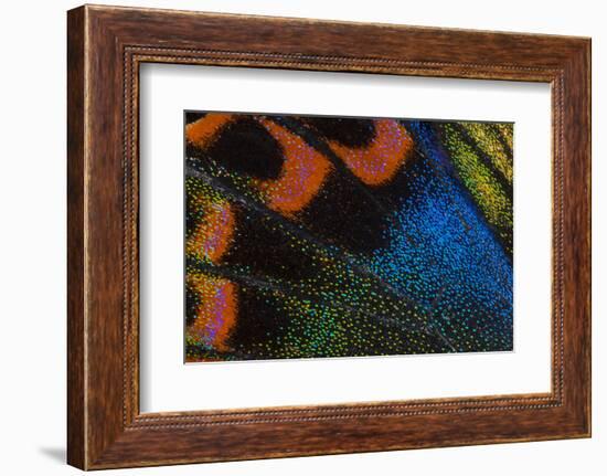 Close-Up Detail Wing Pattern of Tropical Butterfly-Darrell Gulin-Framed Photographic Print