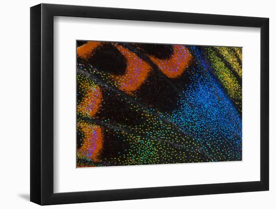 Close-Up Detail Wing Pattern of Tropical Butterfly-Darrell Gulin-Framed Photographic Print