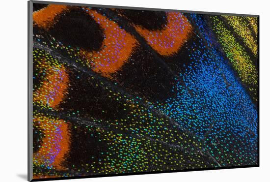 Close-Up Detail Wing Pattern of Tropical Butterfly-Darrell Gulin-Mounted Photographic Print