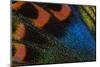 Close-Up Detail Wing Pattern of Tropical Butterfly-Darrell Gulin-Mounted Photographic Print