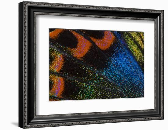 Close-Up Detail Wing Pattern of Tropical Butterfly-Darrell Gulin-Framed Photographic Print