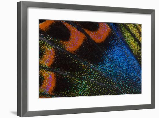 Close-Up Detail Wing Pattern of Tropical Butterfly-Darrell Gulin-Framed Photographic Print