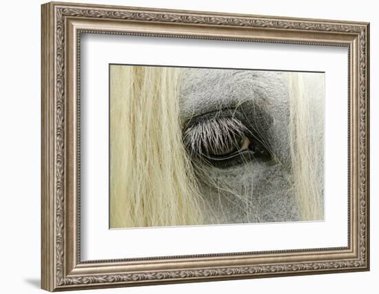 Close-Up Details of Gypsy Vanner Horse Eyeball, Crestwood, Kentucky-Adam Jones-Framed Photographic Print