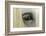 Close-Up Details of Gypsy Vanner Horse Eyeball, Crestwood, Kentucky-Adam Jones-Framed Photographic Print