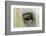 Close-Up Details of Gypsy Vanner Horse Eyeball, Crestwood, Kentucky-Adam Jones-Framed Photographic Print