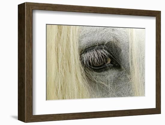 Close-Up Details of Gypsy Vanner Horse Eyeball, Crestwood, Kentucky-Adam Jones-Framed Photographic Print