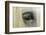 Close-Up Details of Gypsy Vanner Horse Eyeball, Crestwood, Kentucky-Adam Jones-Framed Photographic Print