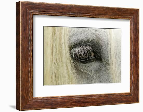 Close-Up Details of Gypsy Vanner Horse Eyeball, Crestwood, Kentucky-Adam Jones-Framed Photographic Print