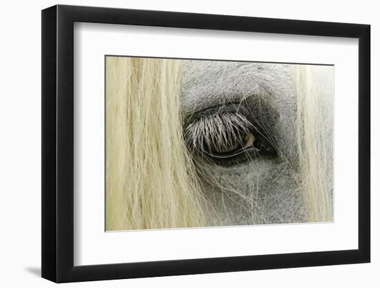 Close-Up Details of Gypsy Vanner Horse Eyeball, Crestwood, Kentucky-Adam Jones-Framed Photographic Print