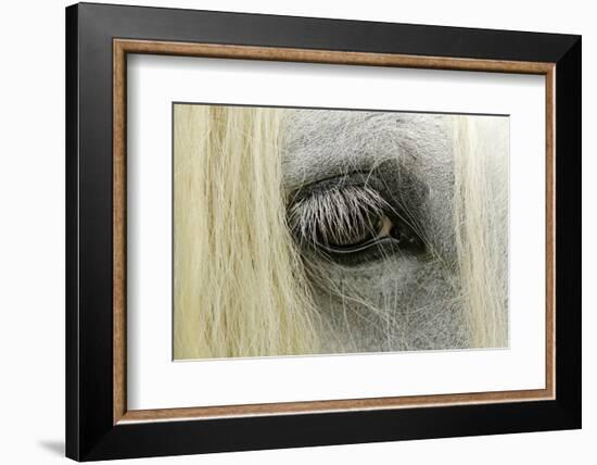 Close-Up Details of Gypsy Vanner Horse Eyeball, Crestwood, Kentucky-Adam Jones-Framed Photographic Print