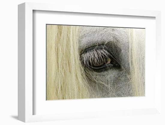 Close-Up Details of Gypsy Vanner Horse Eyeball, Crestwood, Kentucky-Adam Jones-Framed Photographic Print