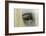 Close-Up Details of Gypsy Vanner Horse Eyeball, Crestwood, Kentucky-Adam Jones-Framed Photographic Print