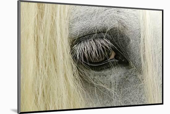 Close-Up Details of Gypsy Vanner Horse Eyeball, Crestwood, Kentucky-Adam Jones-Mounted Photographic Print