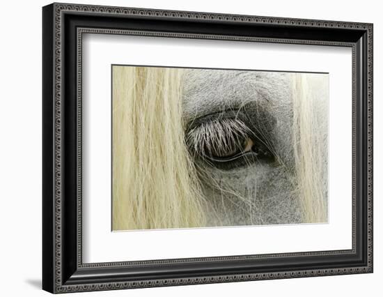 Close-Up Details of Gypsy Vanner Horse Eyeball, Crestwood, Kentucky-Adam Jones-Framed Photographic Print