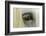 Close-Up Details of Gypsy Vanner Horse Eyeball, Crestwood, Kentucky-Adam Jones-Framed Photographic Print