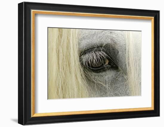 Close-Up Details of Gypsy Vanner Horse Eyeball, Crestwood, Kentucky-Adam Jones-Framed Photographic Print