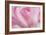 Close Up Details of Petals to Hyacinth a Spring Flower-Yon Marsh-Framed Photographic Print