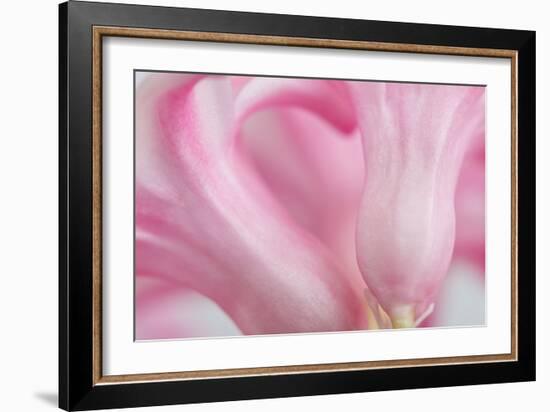 Close Up Details of Petals to Hyacinth a Spring Flower-Yon Marsh-Framed Photographic Print