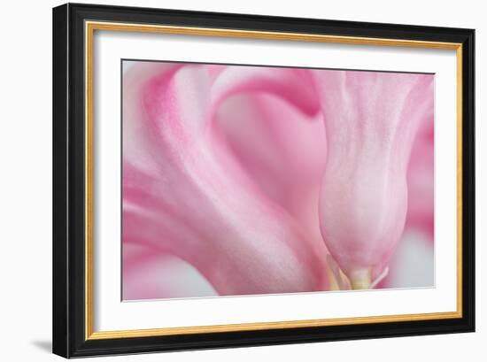 Close Up Details of Petals to Hyacinth a Spring Flower-Yon Marsh-Framed Photographic Print