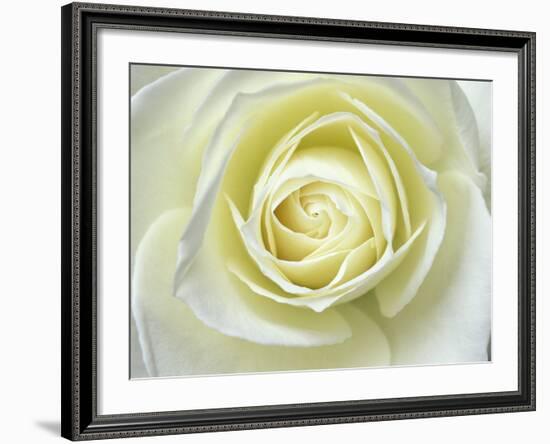 Close up details of white rose-Adam Jones-Framed Photographic Print