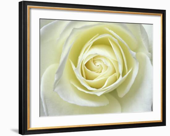 Close up details of white rose-Adam Jones-Framed Photographic Print